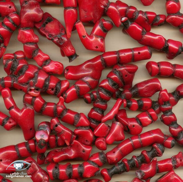 مرجان قرمز از نوع روبروم کورالیوم و نوع سیاه