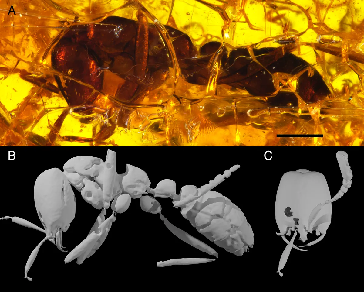 قدیمی‌ترین مورچه سرباز جهان در یک فسیل کهربای 35 میلیون ساله یافت شد