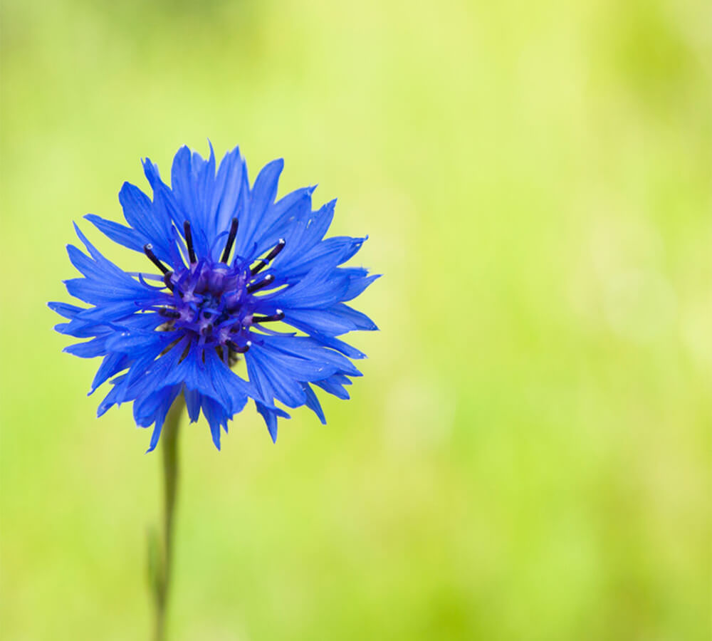 رنگ آبی دوست داشتنی گل گندمی اغلب به عنوان مرجع برای سافایرهای آبی مرغوب استفاده می شود.
