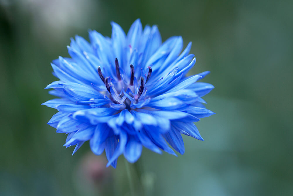 سایه دیگری از آبی گل گندمی، این موضوع بدین معنیست که آبی کُرن فلاور انواع تن رنگ یک محدوده را پوشش می دهد، نه فقط یک رنگ خاص.