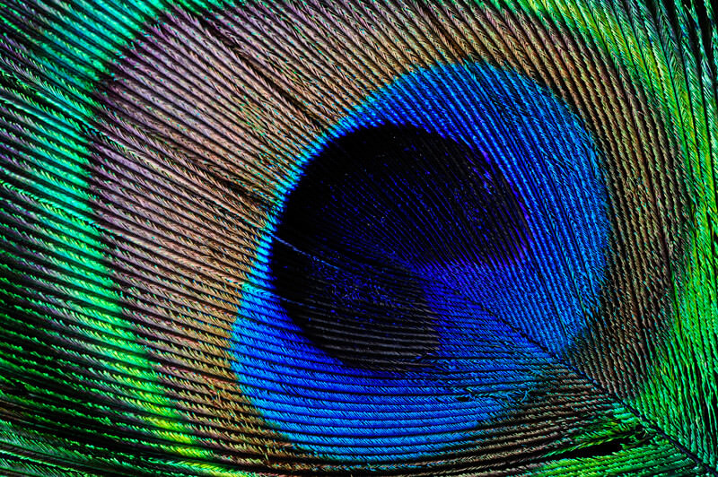 سافایر آبی مرغوب سریلانکا اغلب با رنگ پرهای گردن یا دم طاووس مقایسه می شود.