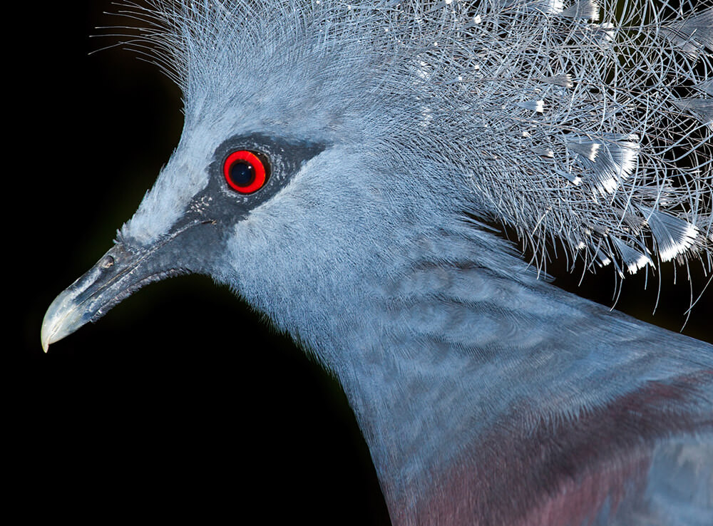 رنگ خون کفتری گاهی با رنگ چشم کبوتر زنده مقایسه می شود.