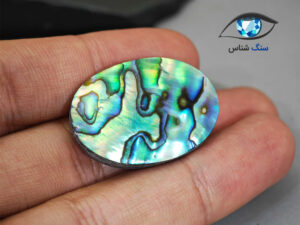 قیمت خرید صدف آبالون طبیعی