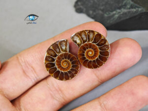 قیمت خرید فسیل آمونیت اصل