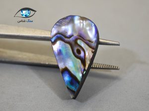 قیمت خرید صدف آبالون اصل