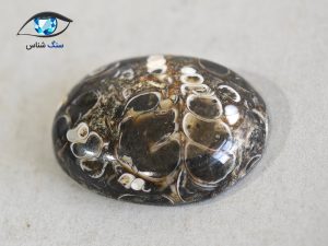 قیمت خرید فسیل توریتلا موکل دار